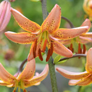 Photo of lily "Brocade"
